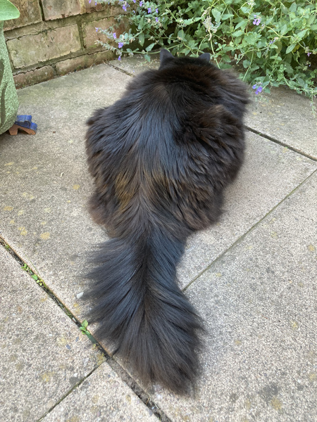 Chez Ollie - The Not My Cats of many colours edition - All welcome