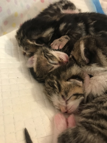 Newborn kittens arrived today!