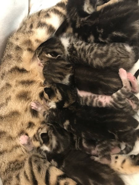 Newborn kittens arrived today!