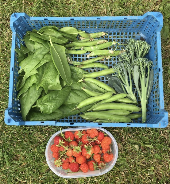 Allotment/Veg Patch Thread 16  Weather weirdness prevails !