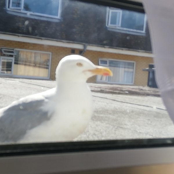 There's a gang keeping me prisoner in my own house.