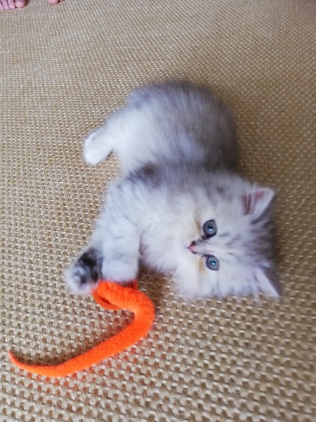Do Persian cats /Persian chinchillas frequently have toilet accidents around the house?