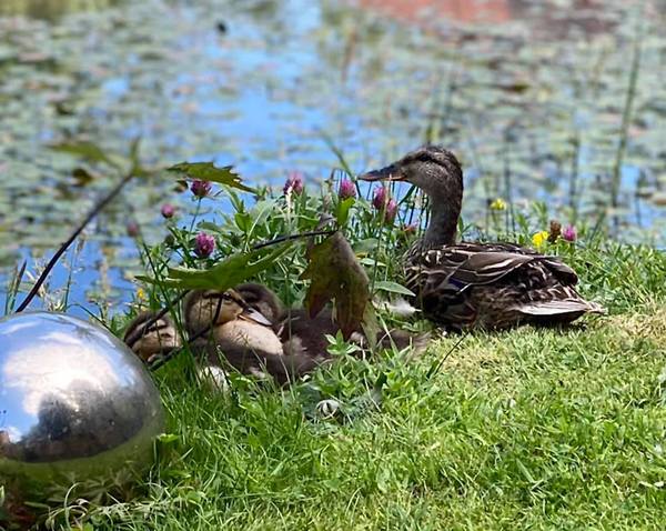 Duck Tales! (Still not what I expected to wake up to this morning)