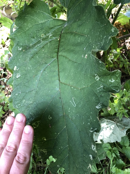 Do any of you know what this plant is?