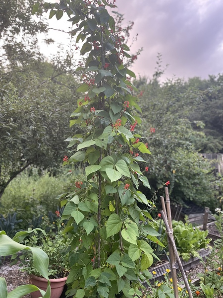 Allotment/Veg patch Thread 17 - onwards and upwards
