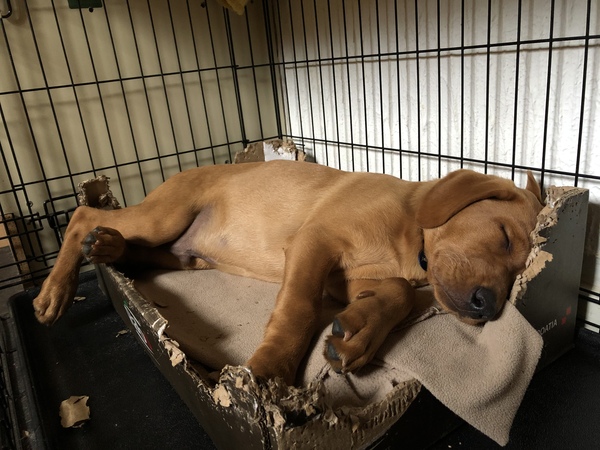 Puppy Survival Thread - June/July