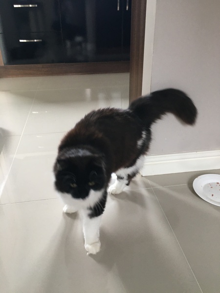 Chez Ollie - All welcome especially Not My Cats. General Cat chat thread