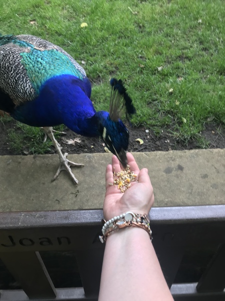 I Love Pigeons