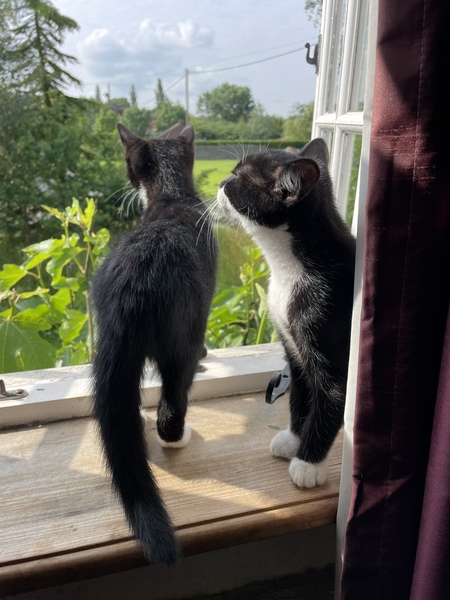Kittens!