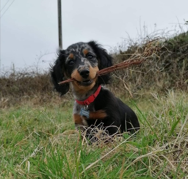 And the coolest name for a sausage dog is...