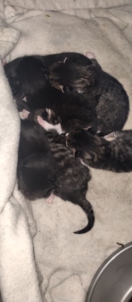 Newborn kittens help please