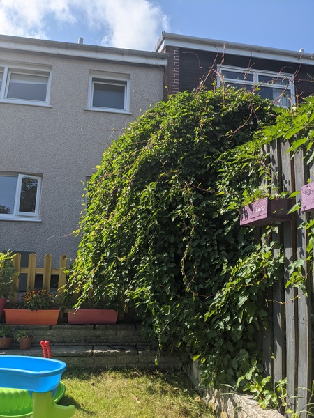 Ivy/climbing plant advice