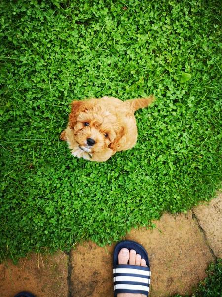 Dog friendly places