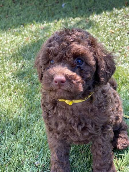Puppy Survival Thread - June/July