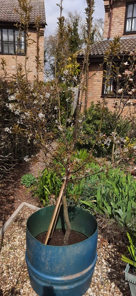 Show me your Amelanchier trees please