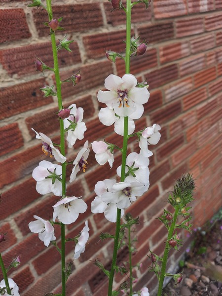 What's this tall flower?