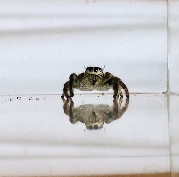 To Keep A Handy Spider in the House?