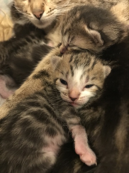 Newborn kittens arrived today!