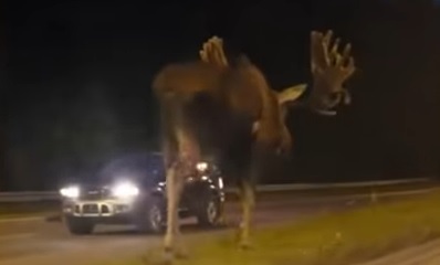To wonder how the hell horses stand up