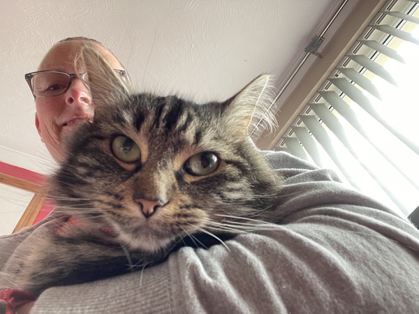Chez Ollie - The Not My Cats of many colours edition - All welcome