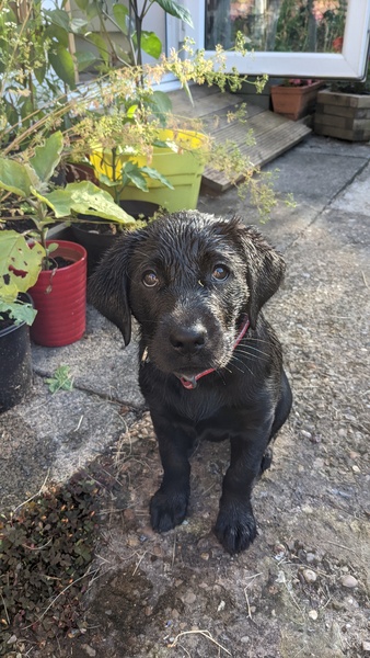 Puppy Survival Thread - June/July
