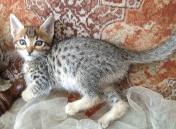 Help! Vicious kitten.