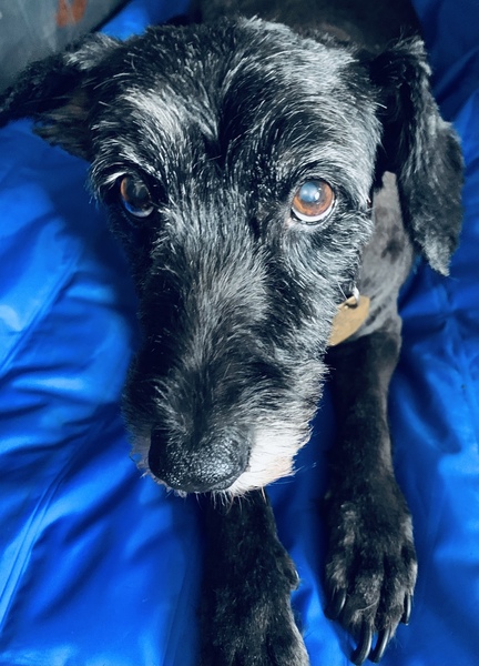 Keeping elderly dog cool