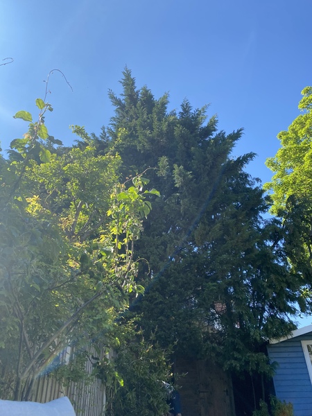 Garden screening question