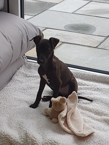 Whippet Puppy