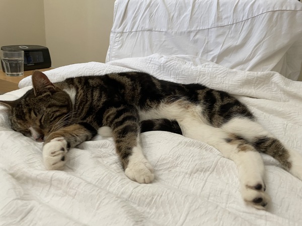 Found our missing cat - how long should we keep him in?