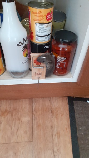 Big mouse or small rat? Photo included