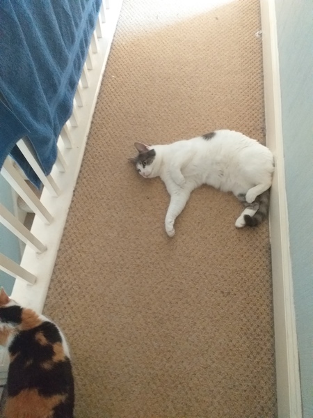 To think my cat is an ungrateful little furry thing