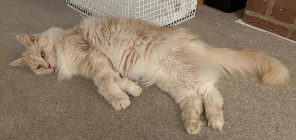 Elderly Maine Coon is in pain - what next?