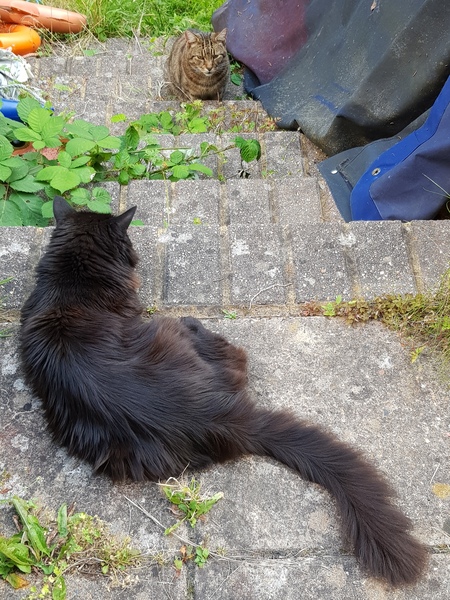 Thug cat part 4.  After all, it's not my Axminster.