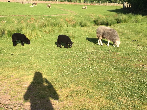 To think people crying ‘Freedom’ today are stupid sheep…
