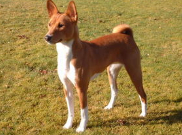 What's your dream breed?