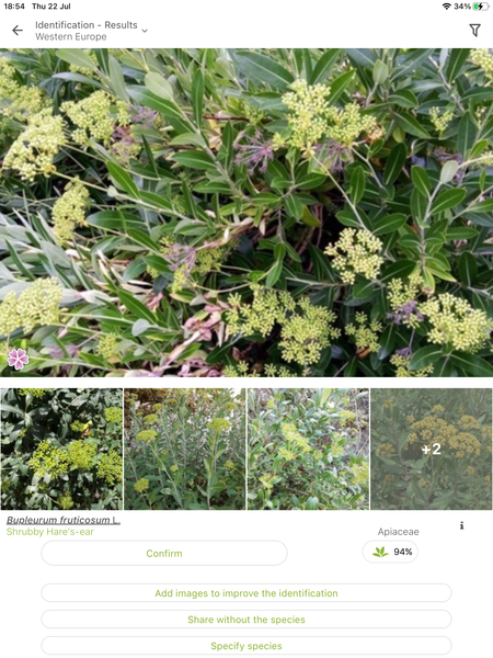 Another plant ID