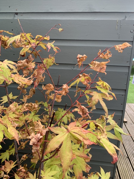 Acer - not looking too good.