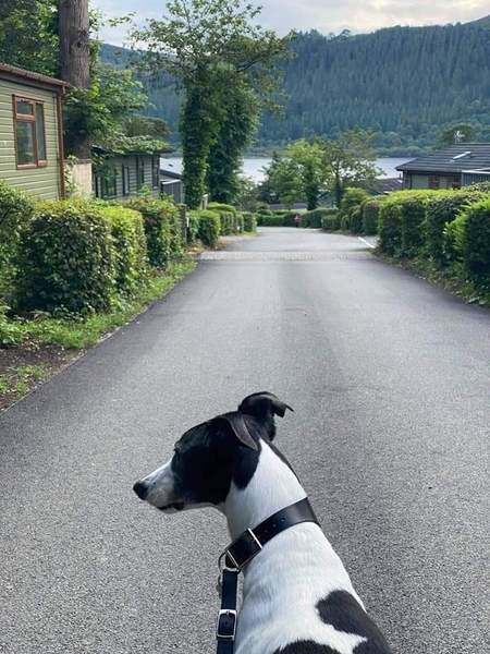 Doggie holiday pics