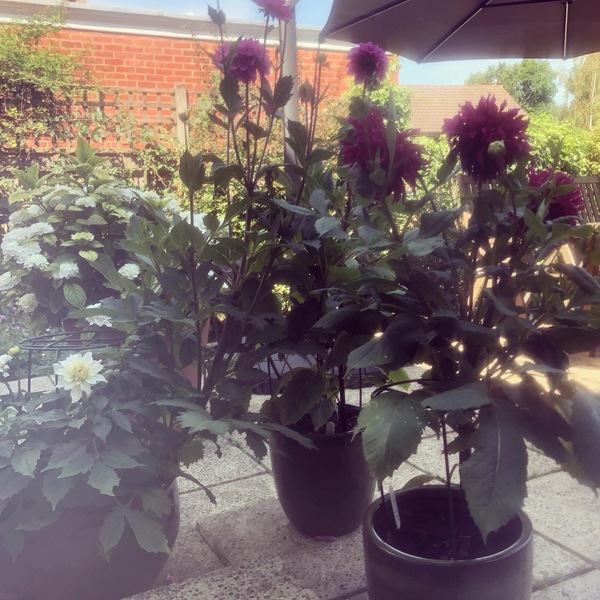 First time growing Dahlias . . .