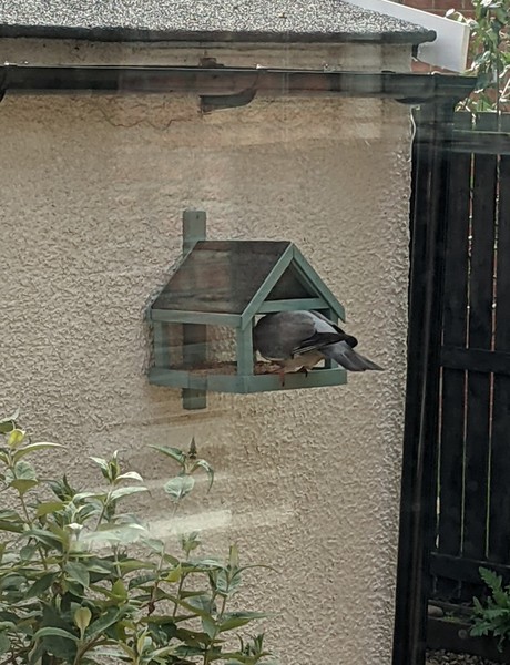 I Love Pigeons