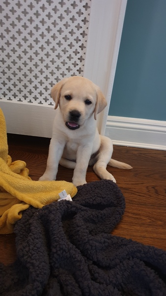 Puppy Survival Thread - June/July