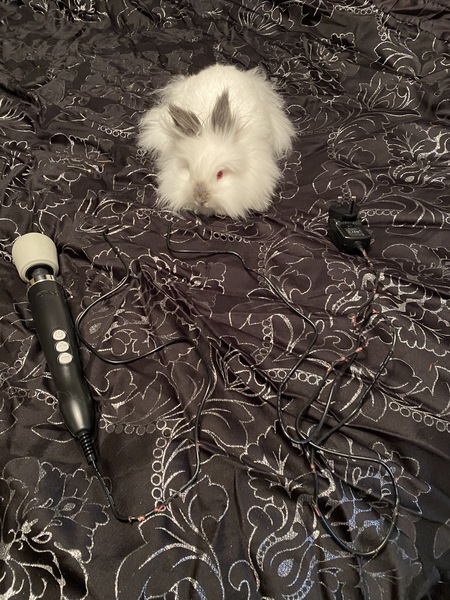 My rabbit ate my sex toy :(
