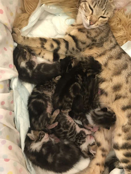 Newborn kittens arrived today!