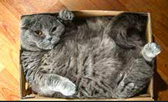 Bringing a new cat home - advice appreciated