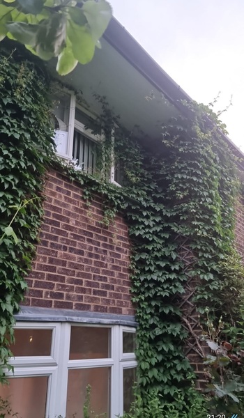 Climbing plant all over rented house
