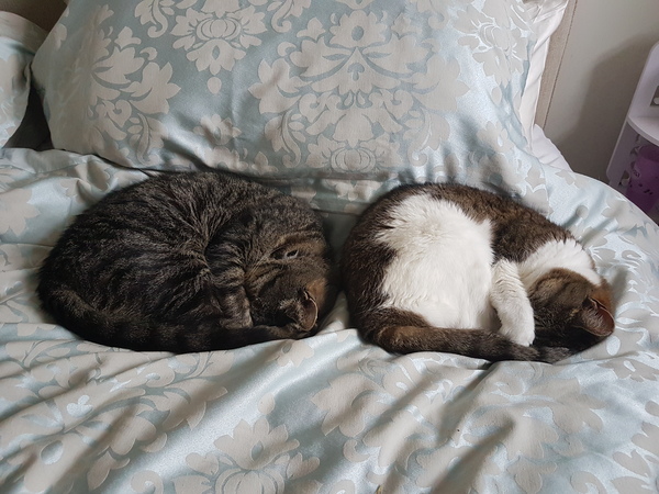 To think my cat is an ungrateful little furry thing