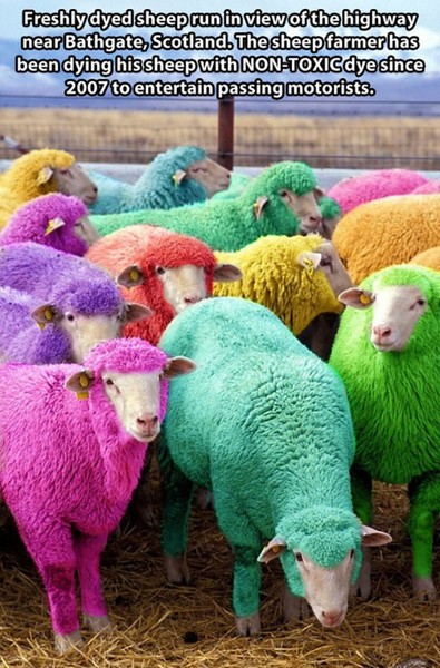 To think people crying ‘Freedom’ today are stupid sheep…