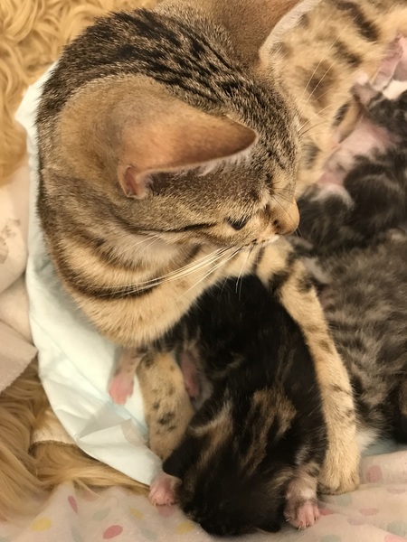 Newborn kittens arrived today!