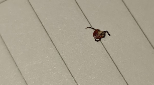 Lyme disease following toddler tick bite